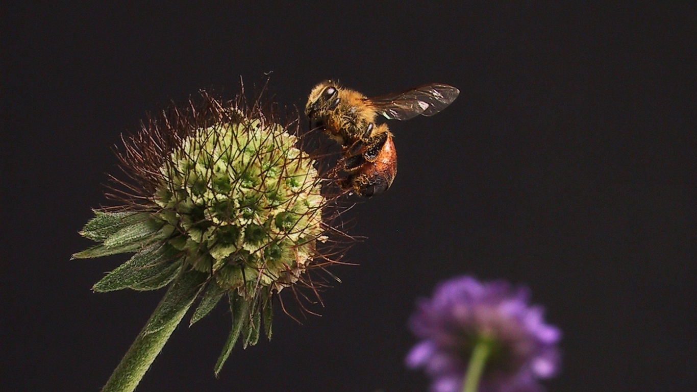 Обои Bee And Flower 1366x768