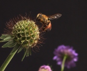 Обои Bee And Flower 176x144