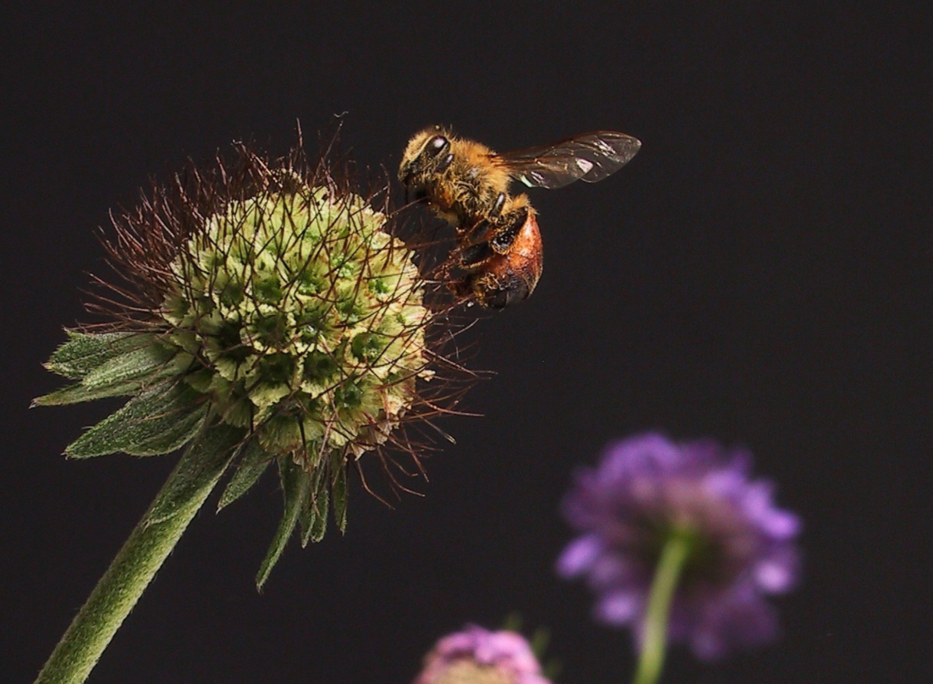 Обои Bee And Flower 1920x1408