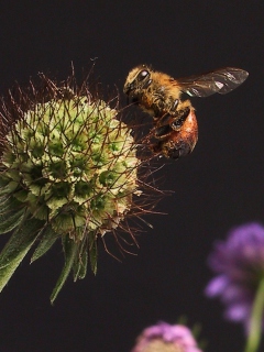 Обои Bee And Flower 240x320