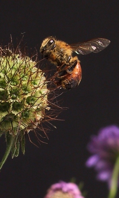 Bee And Flower wallpaper 240x400