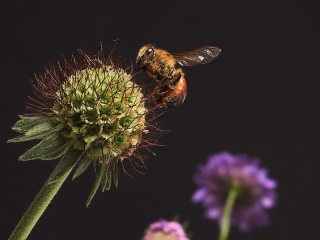 Обои Bee And Flower 320x240