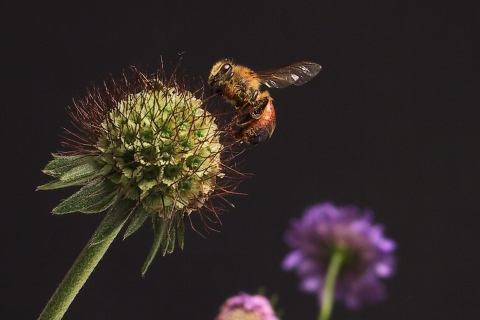 Обои Bee And Flower 480x320