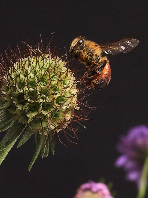 Обои Bee And Flower 480x640
