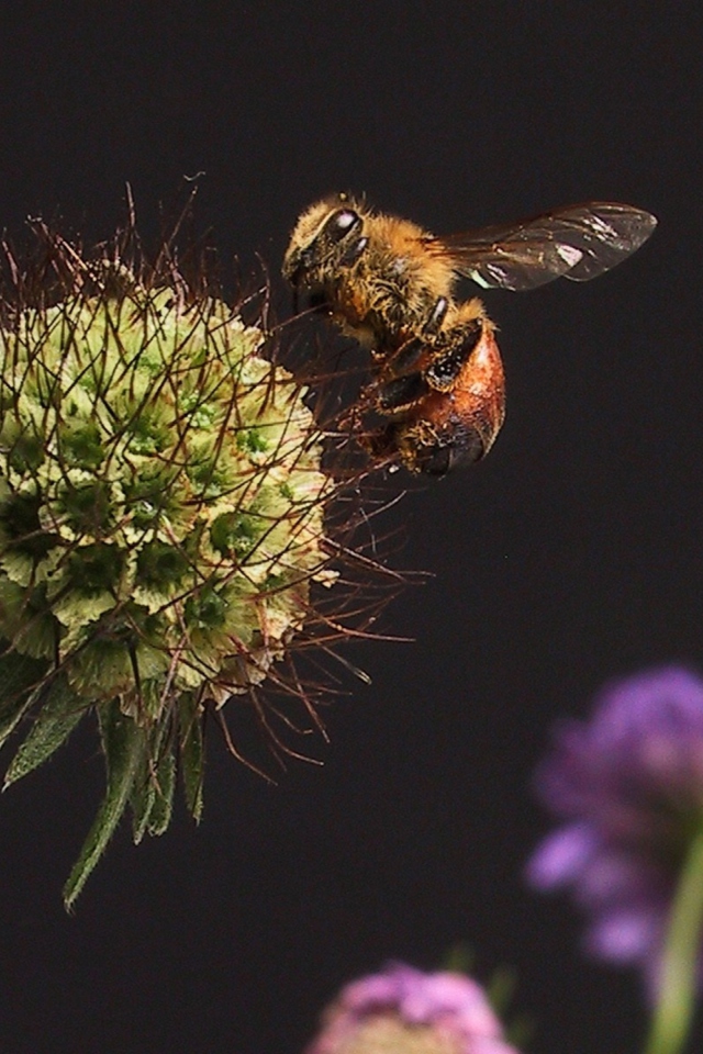 Das Bee And Flower Wallpaper 640x960