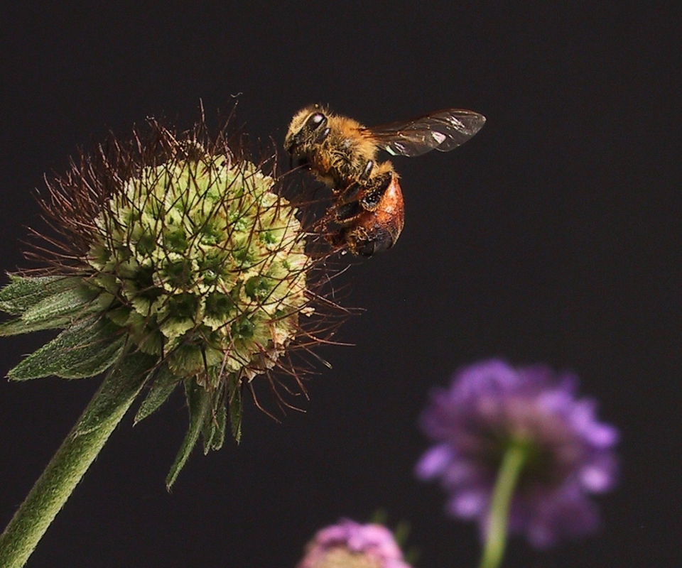 Bee And Flower wallpaper 960x800