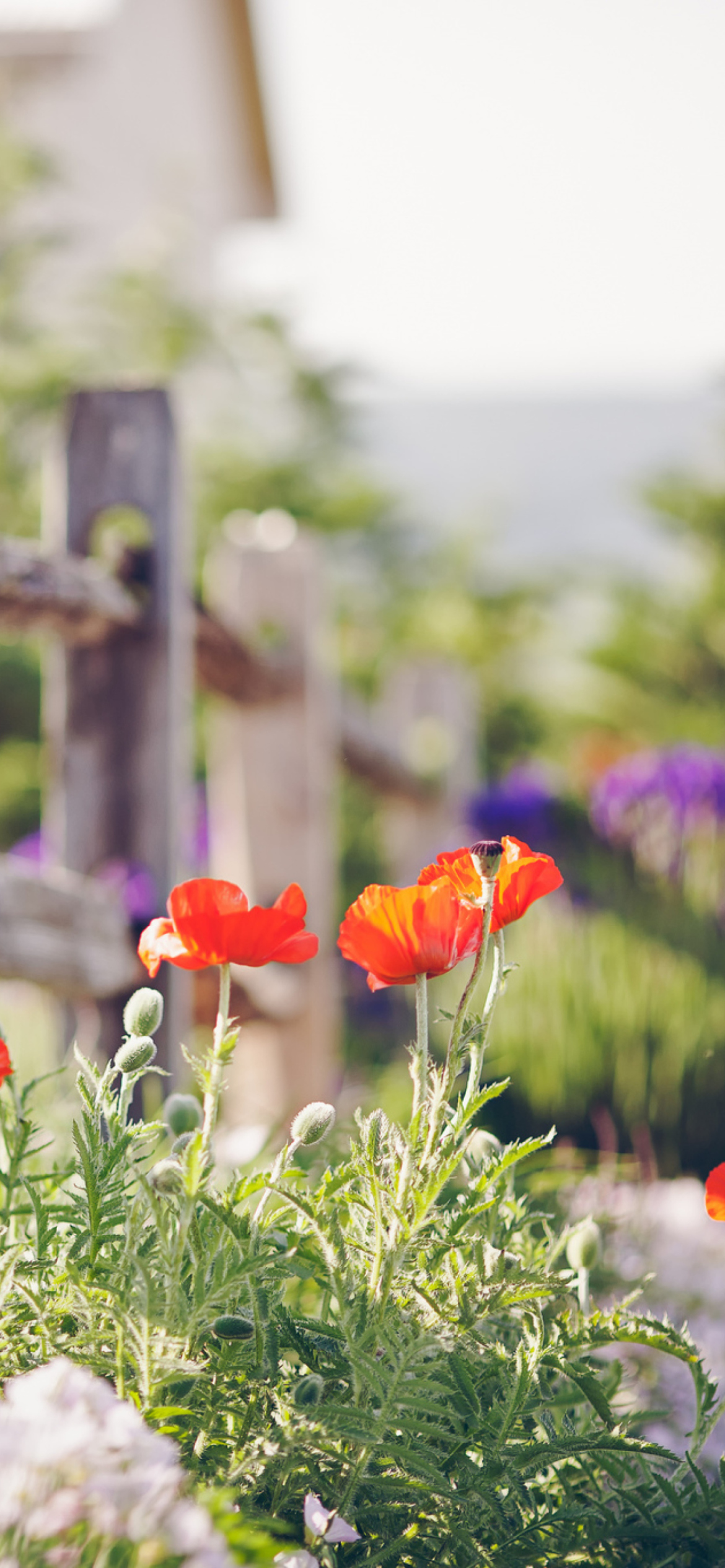 Обои Poppy Flowers And Old Fence 1170x2532