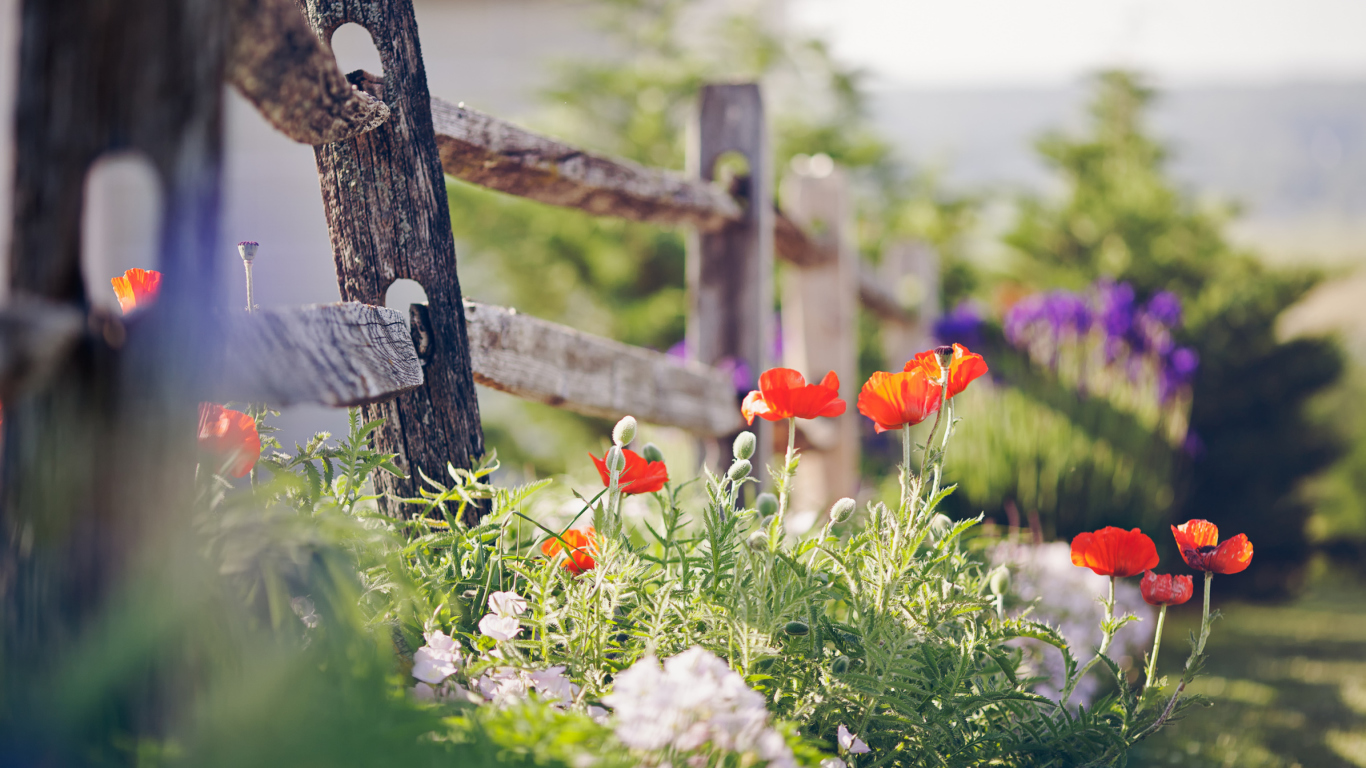 Screenshot №1 pro téma Poppy Flowers And Old Fence 1366x768