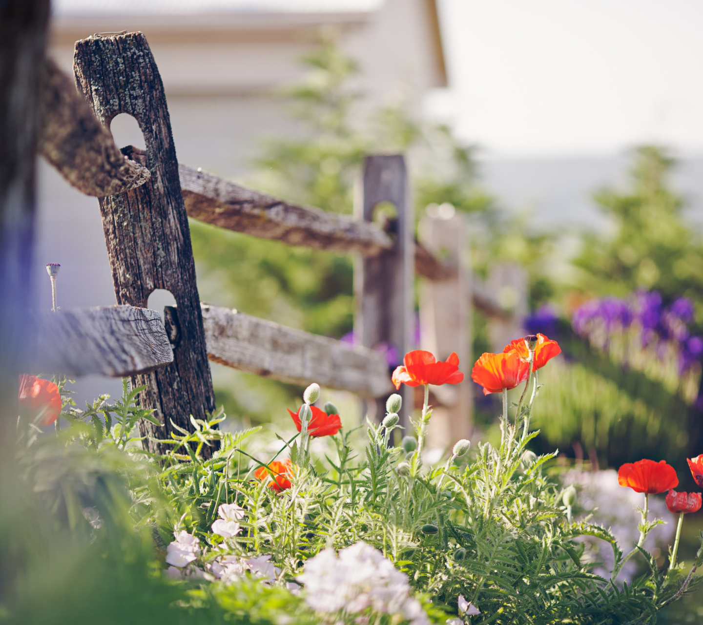 Sfondi Poppy Flowers And Old Fence 1440x1280