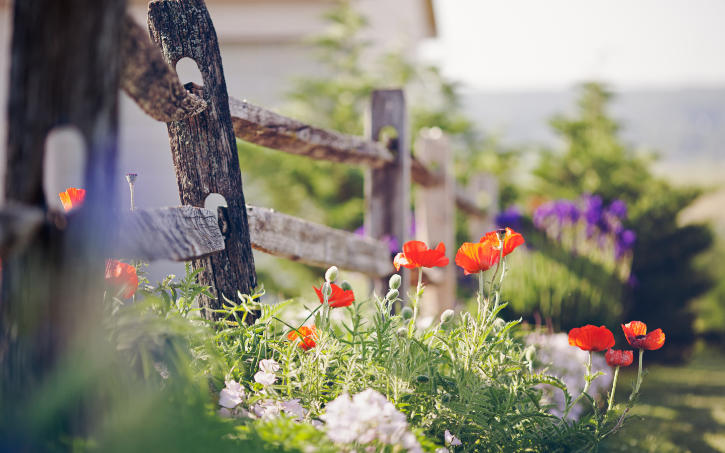 Sfondi Poppy Flowers And Old Fence 1440x900