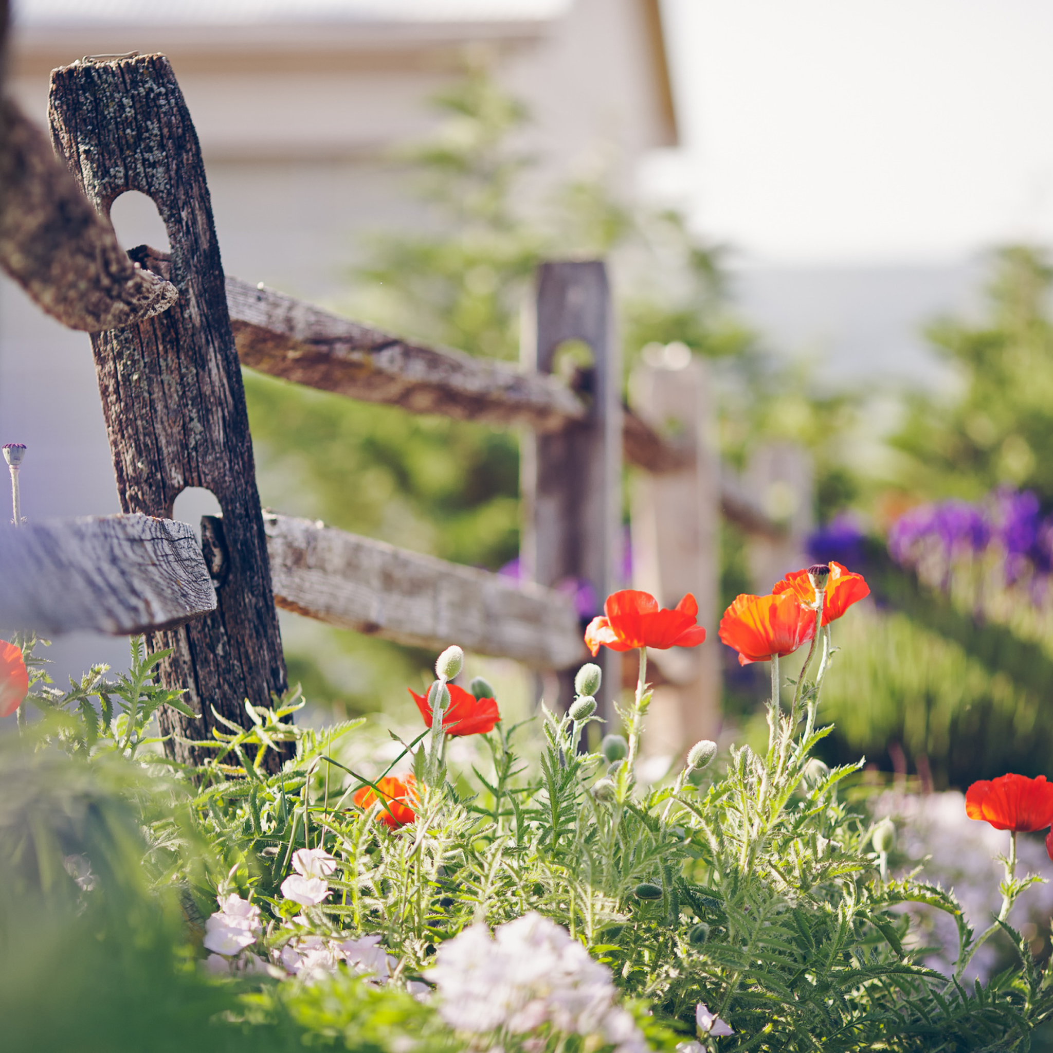 Das Poppy Flowers And Old Fence Wallpaper 2048x2048