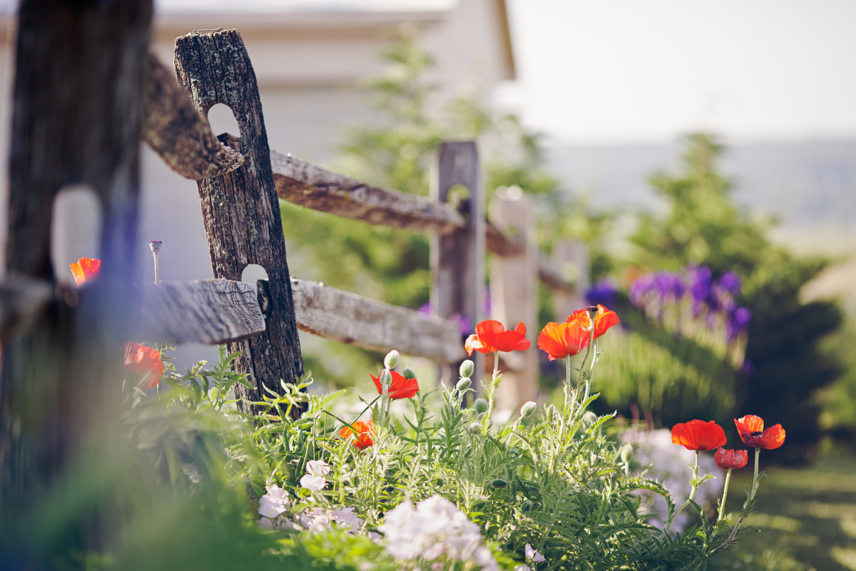 Обои Poppy Flowers And Old Fence 2880x1920