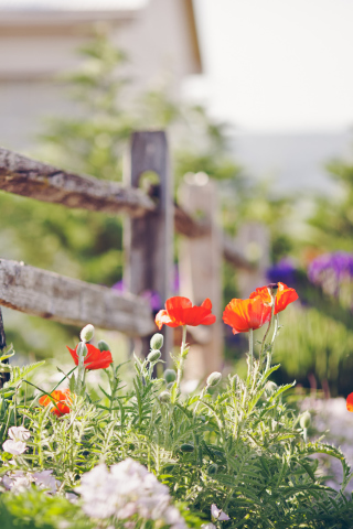 Обои Poppy Flowers And Old Fence 320x480