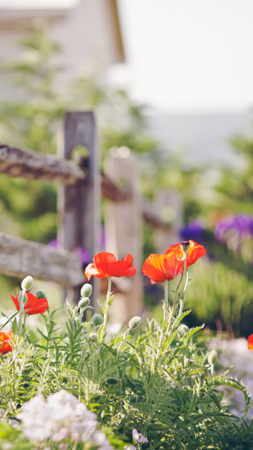 Das Poppy Flowers And Old Fence Wallpaper 360x640