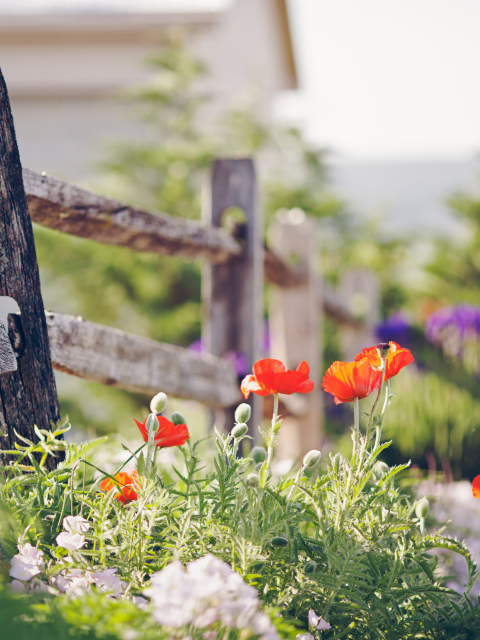 Poppy Flowers And Old Fence wallpaper 480x640
