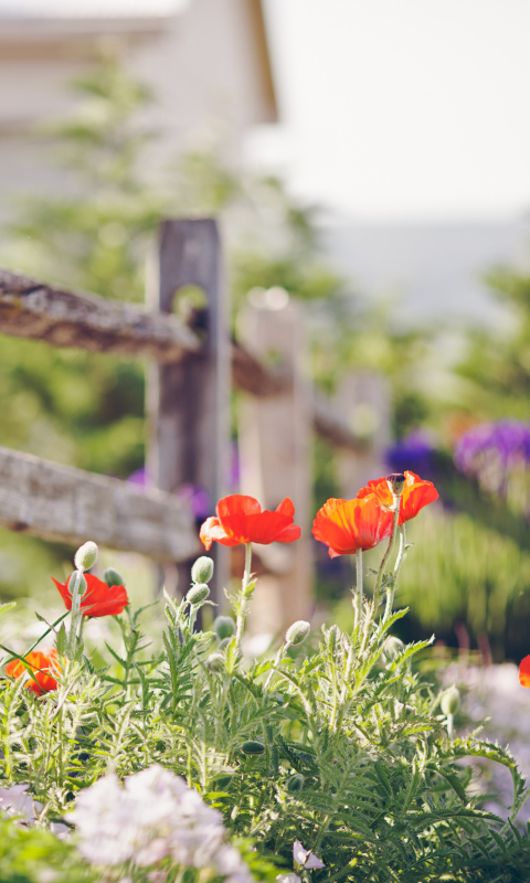 Das Poppy Flowers And Old Fence Wallpaper 480x800