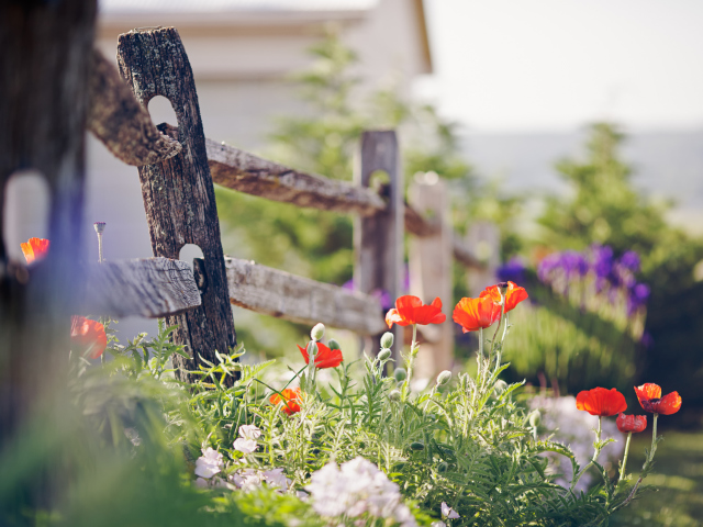 Poppy Flowers And Old Fence screenshot #1 640x480