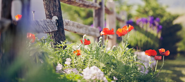 Обои Poppy Flowers And Old Fence 720x320
