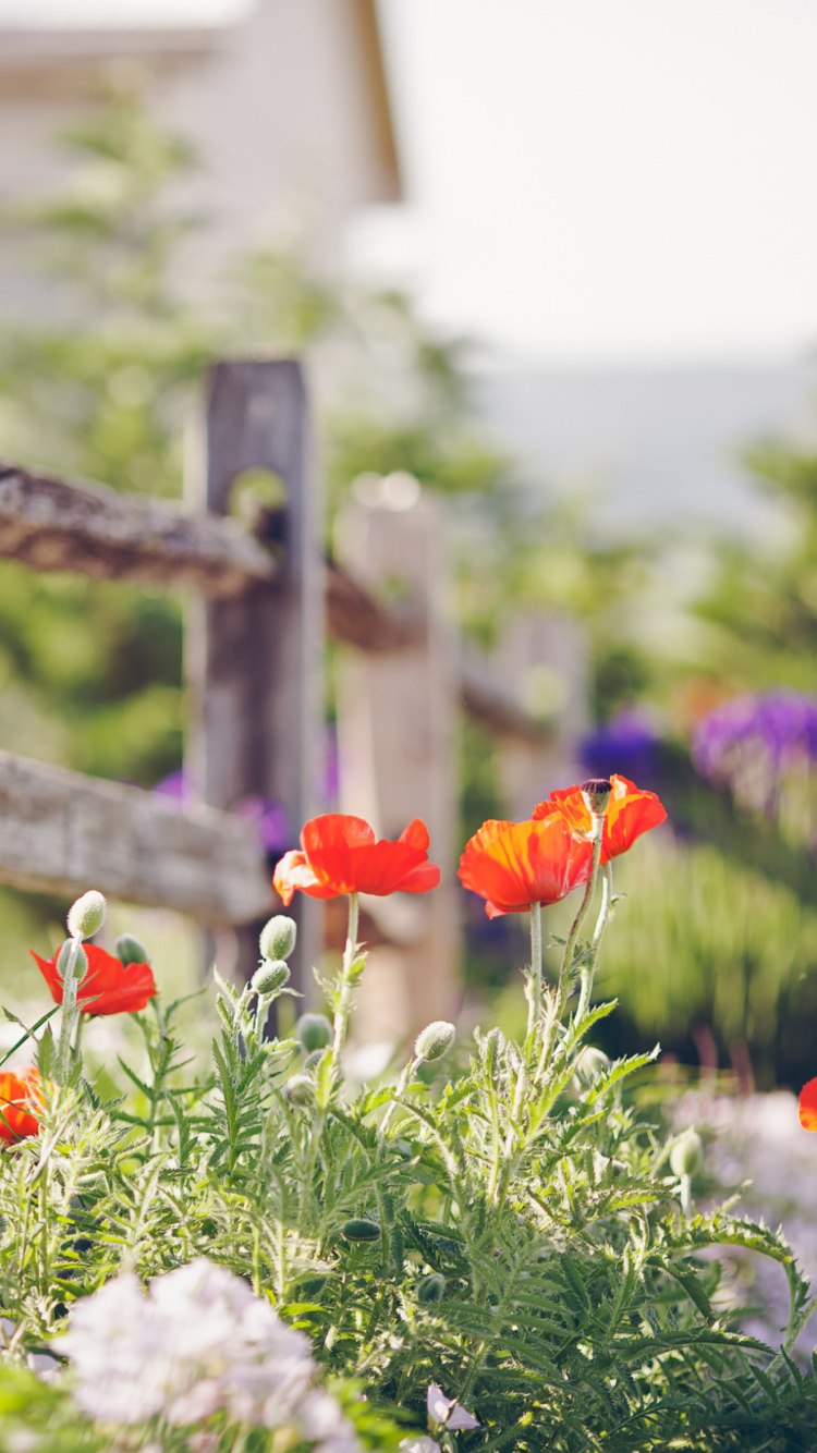 Обои Poppy Flowers And Old Fence 750x1334
