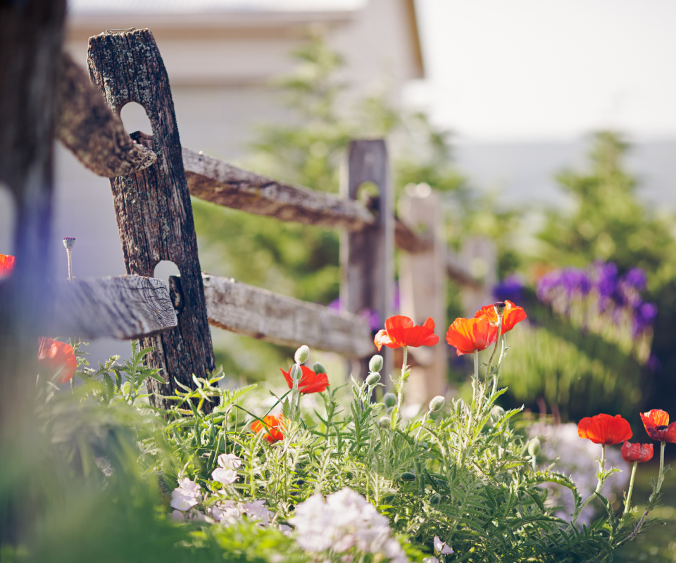 Das Poppy Flowers And Old Fence Wallpaper 960x800