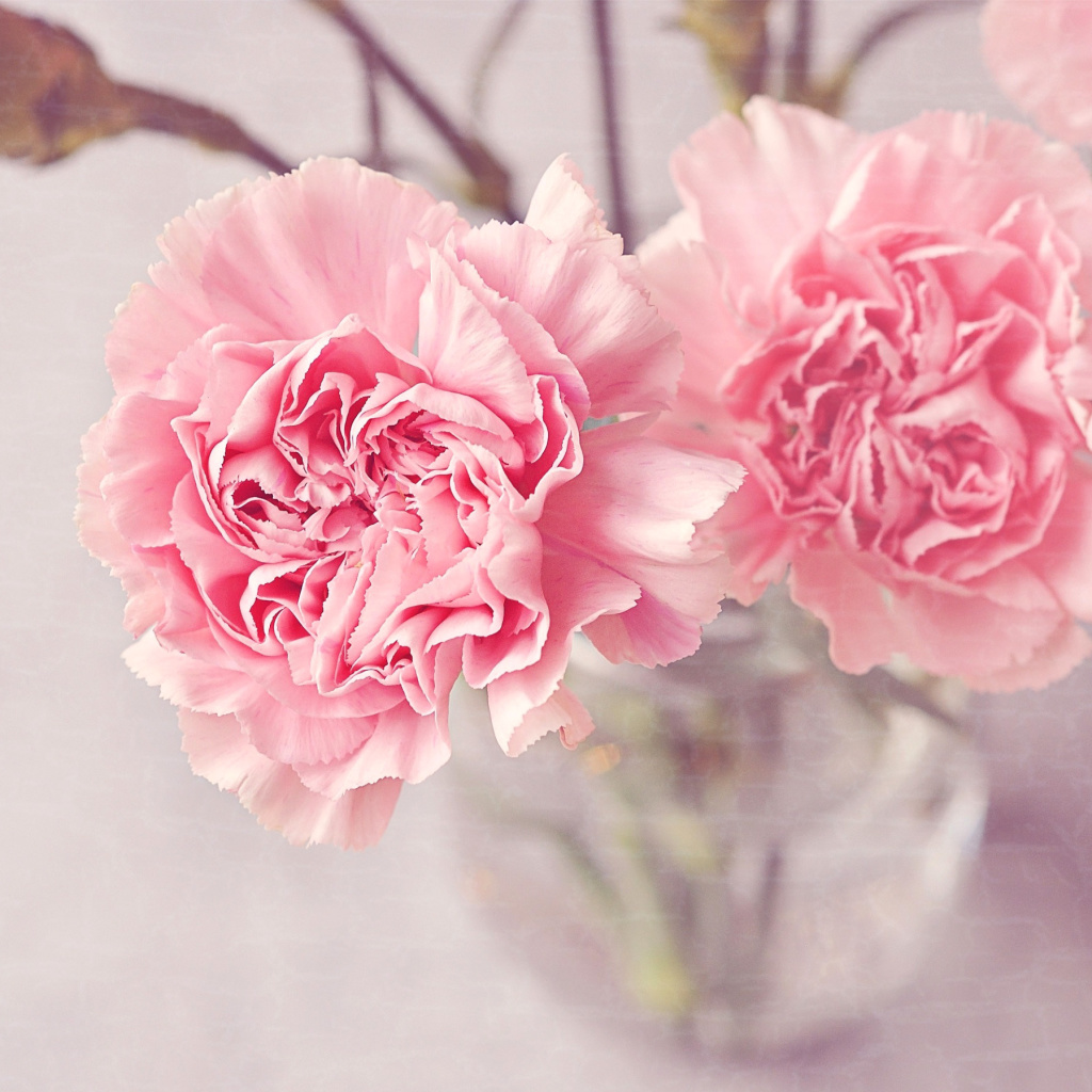 Das Pink Carnations Wallpaper 1024x1024