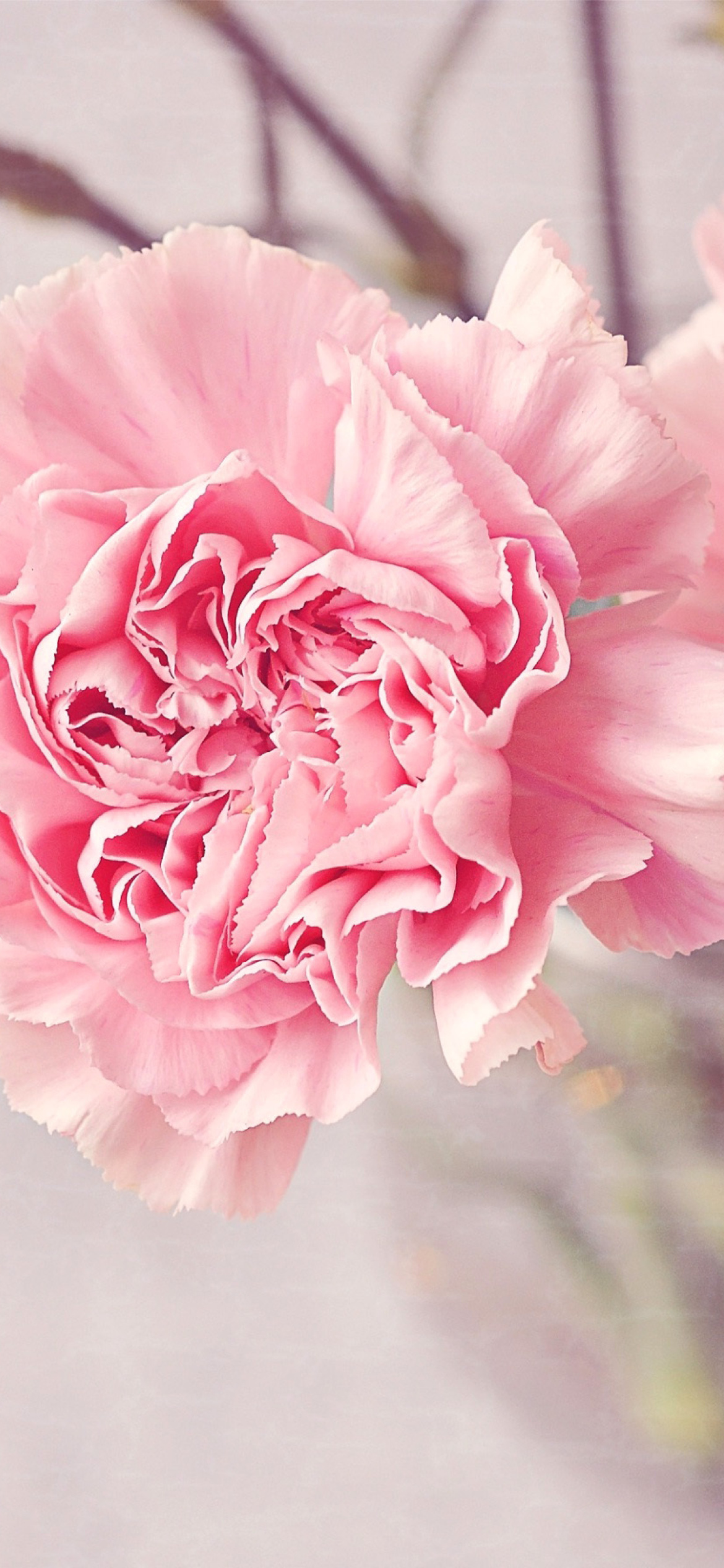 Fondo de pantalla Pink Carnations 1170x2532