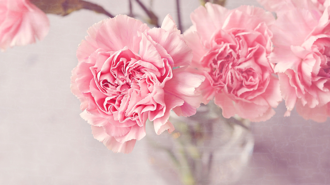 Pink Carnations wallpaper 1366x768