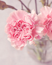 Das Pink Carnations Wallpaper 176x220