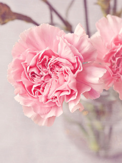 Das Pink Carnations Wallpaper 240x320