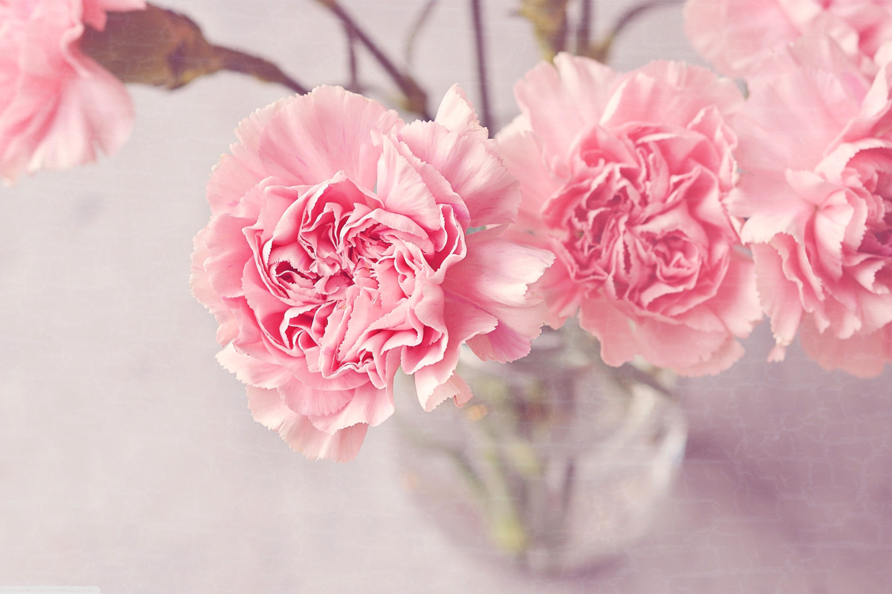 Das Pink Carnations Wallpaper 2880x1920
