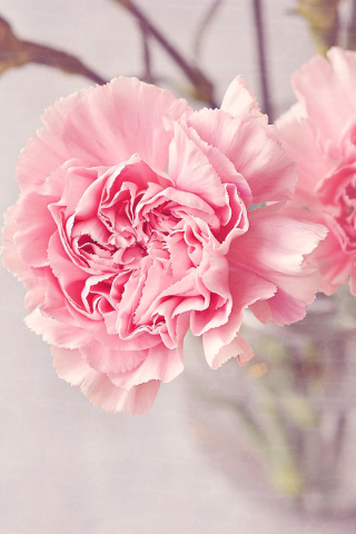 Das Pink Carnations Wallpaper 320x480