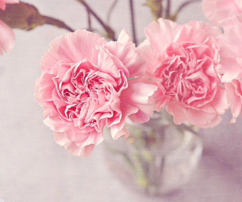 Das Pink Carnations Wallpaper 480x400