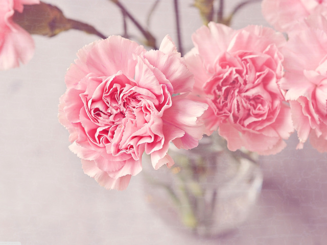 Sfondi Pink Carnations 640x480