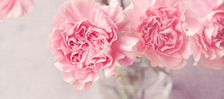 Das Pink Carnations Wallpaper 720x320