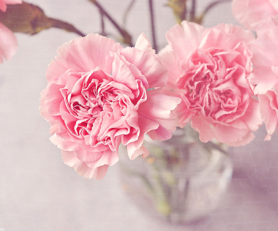 Screenshot №1 pro téma Pink Carnations 960x800