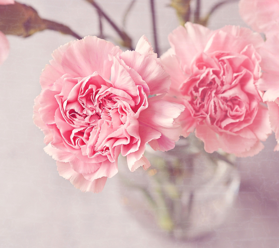 Das Pink Carnations Wallpaper 960x854