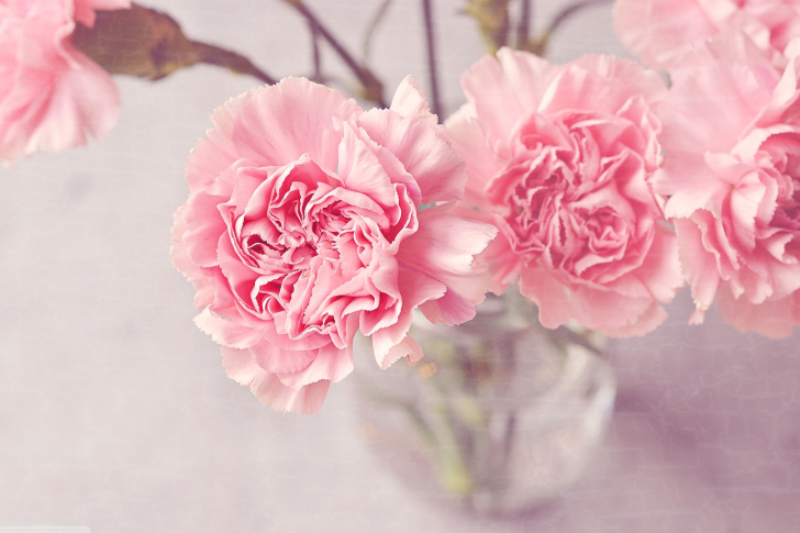 Das Pink Carnations Wallpaper
