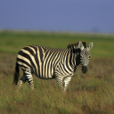 Das Zebra In The Field Wallpaper 128x128