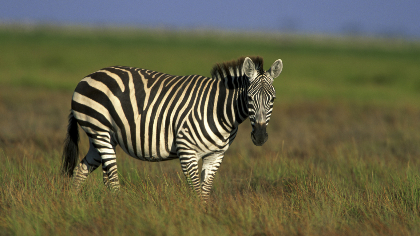 Обои Zebra In The Field 1366x768