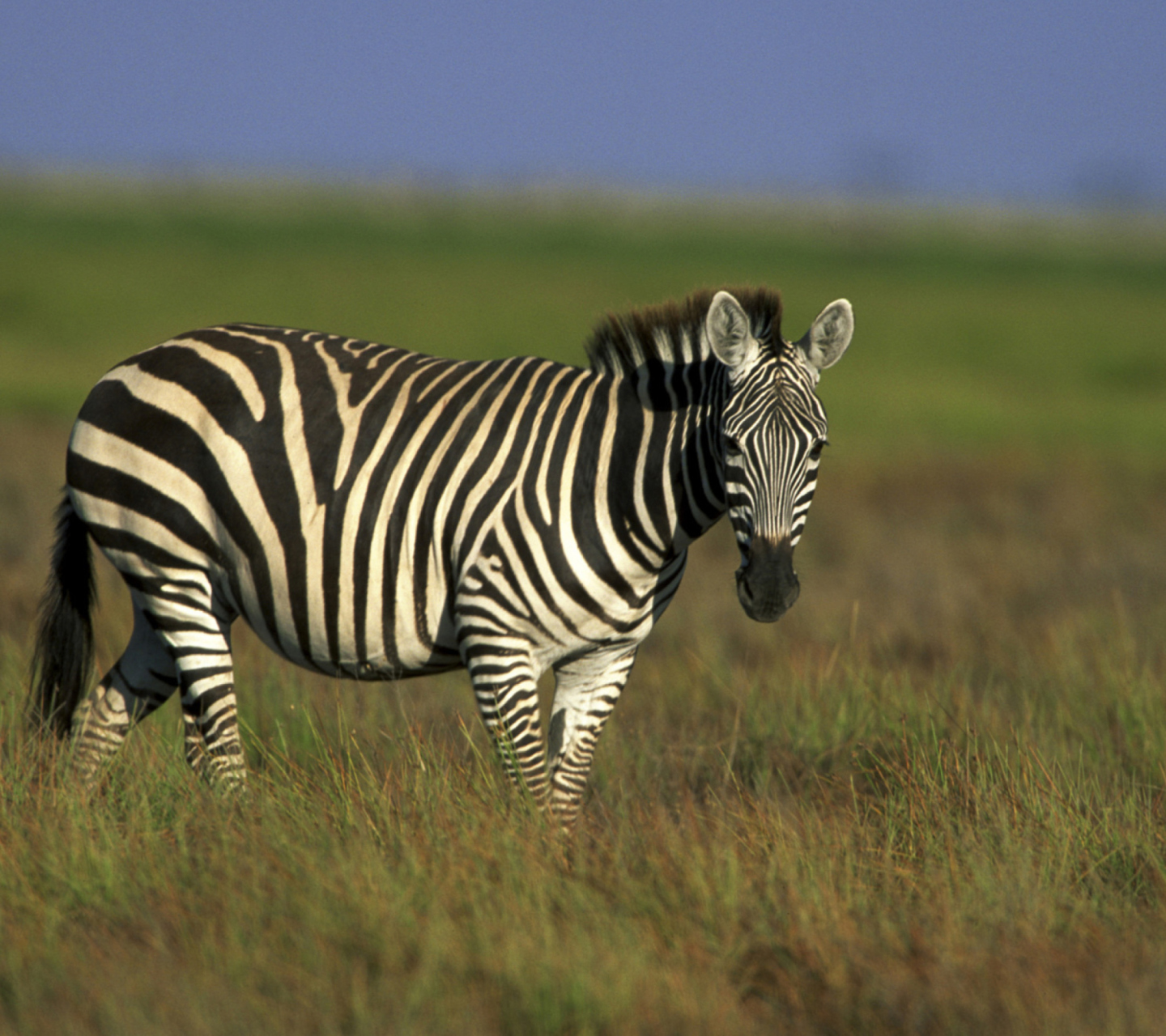 Обои Zebra In The Field 1440x1280