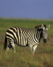 Zebra In The Field wallpaper 176x220