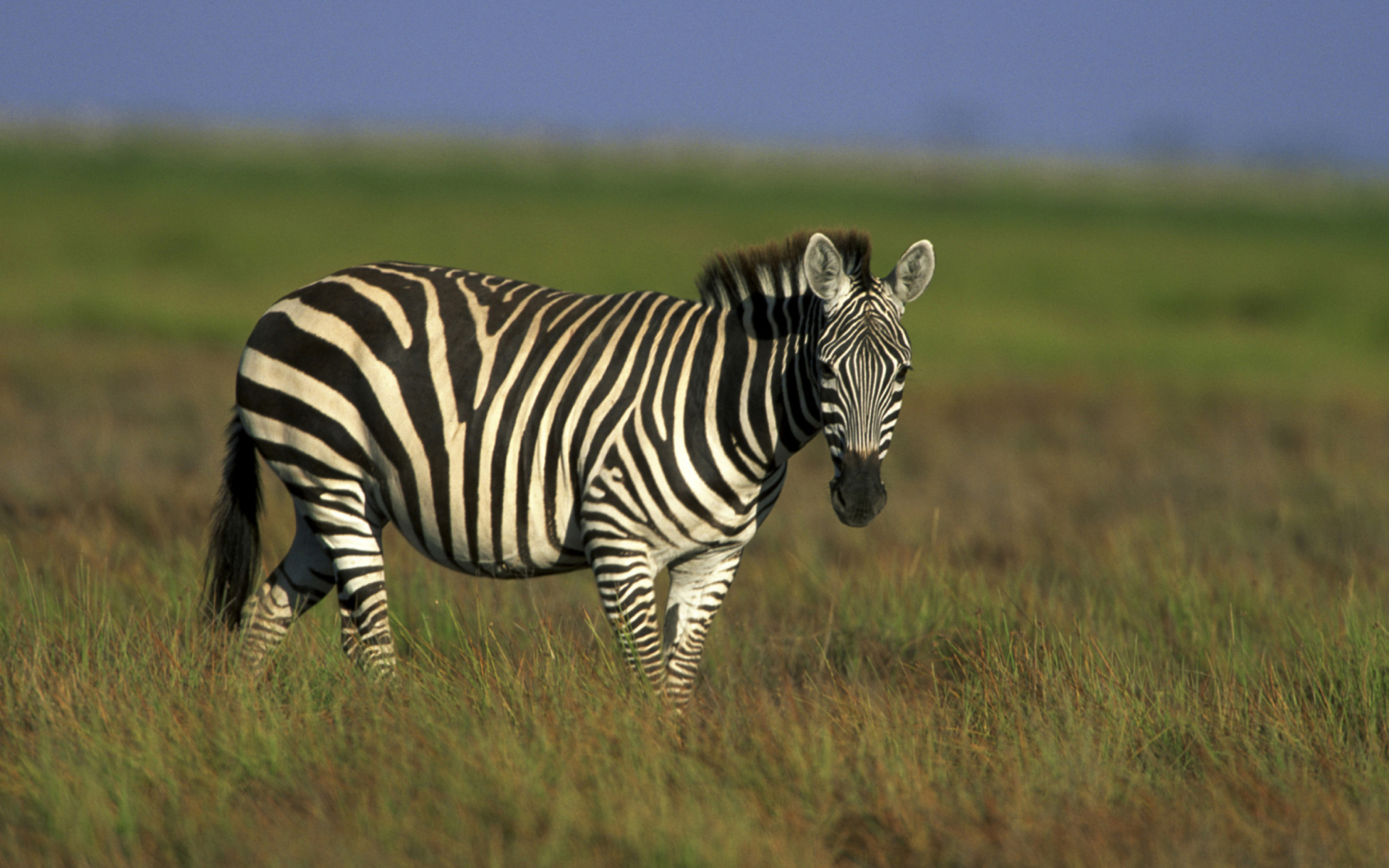 Обои Zebra In The Field 1920x1200