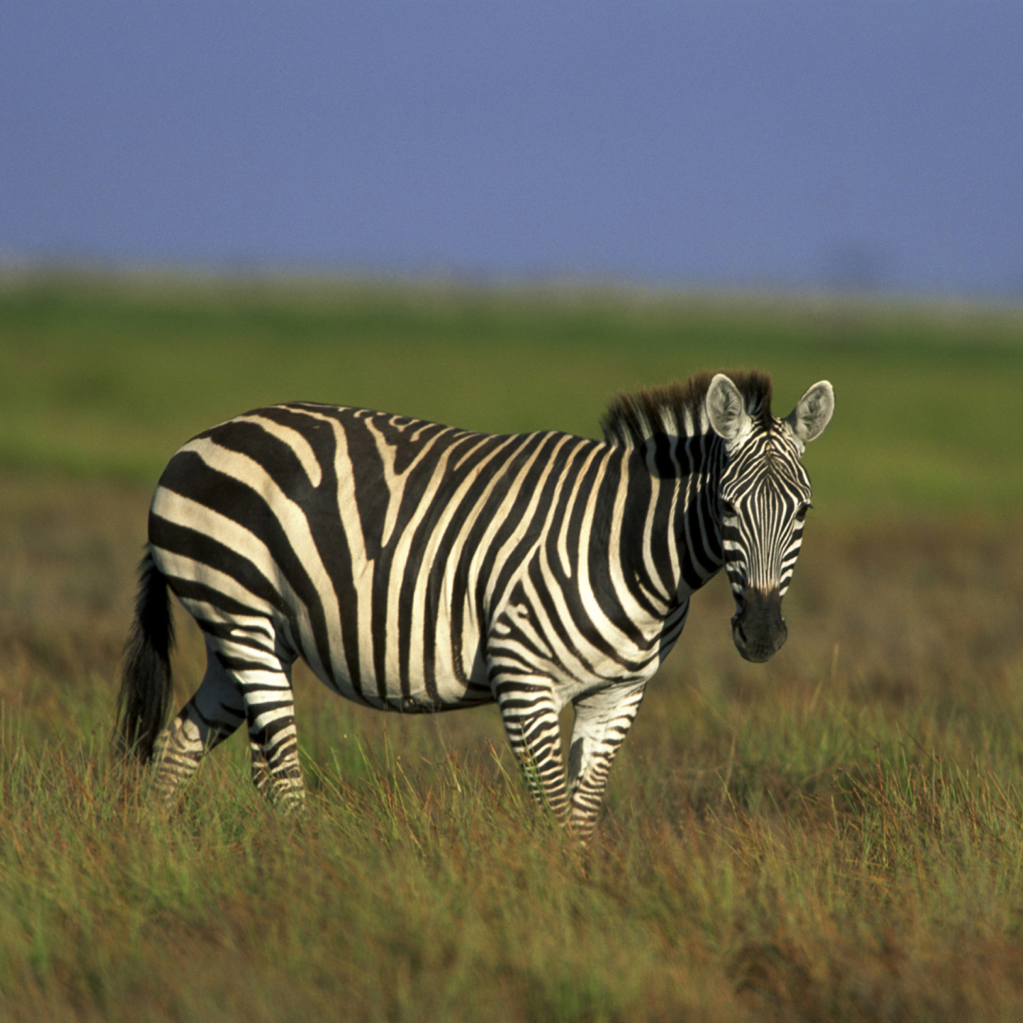Screenshot №1 pro téma Zebra In The Field 2048x2048