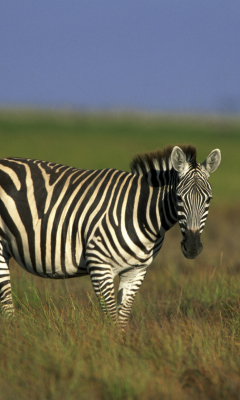 Fondo de pantalla Zebra In The Field 240x400