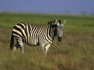 Das Zebra In The Field Wallpaper 320x240