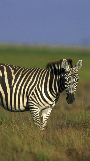 Das Zebra In The Field Wallpaper 360x640