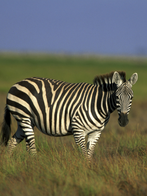Das Zebra In The Field Wallpaper 480x640