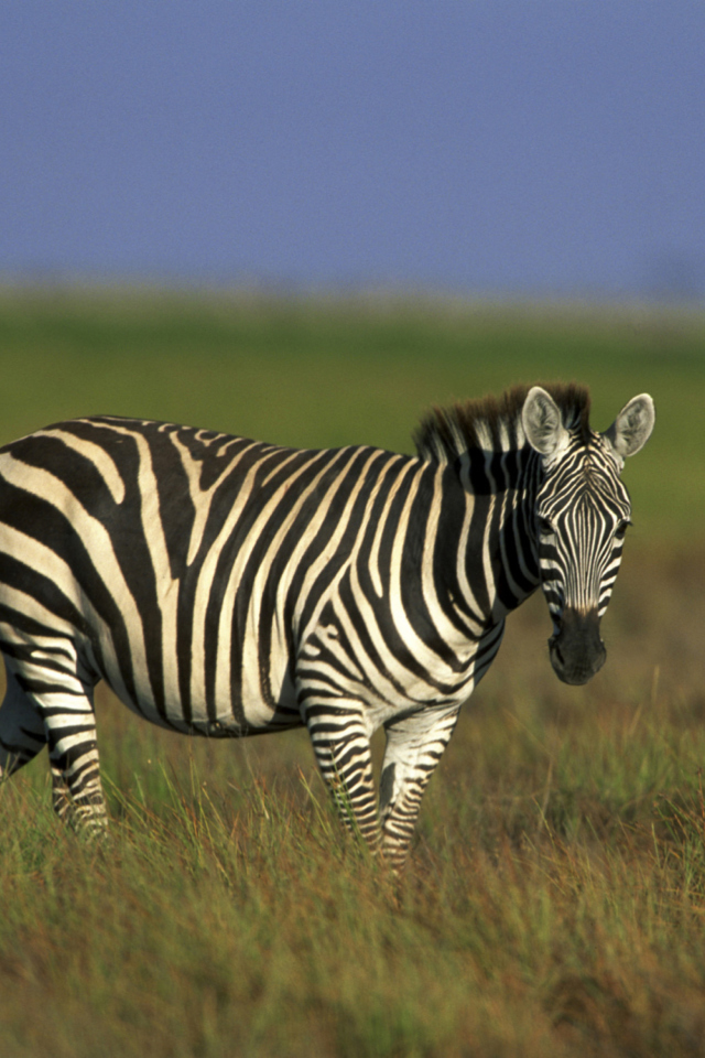 Sfondi Zebra In The Field 640x960