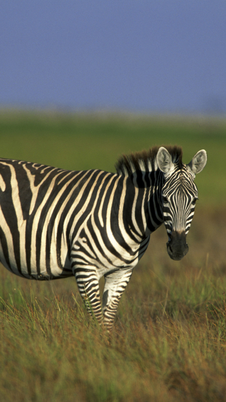 Fondo de pantalla Zebra In The Field 750x1334