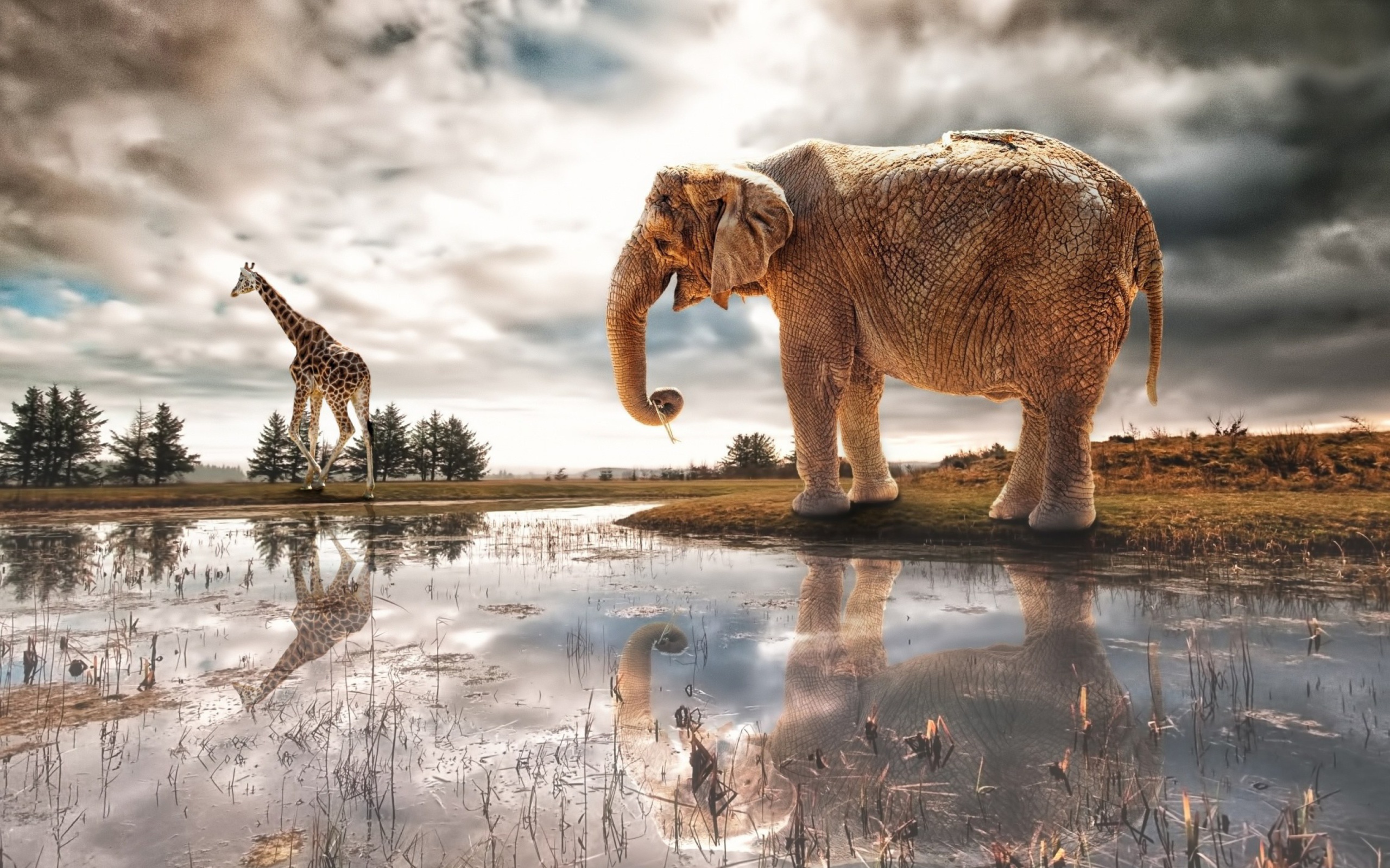 Fondo de pantalla Fantasy Elephant and Giraffe 2560x1600